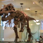 Tyranosaurus im National Museum of History