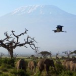 Kilimandscharo mit Elefantenherde