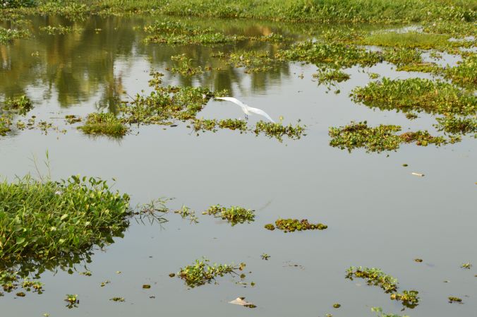 Vögel auf dem Vembanad See