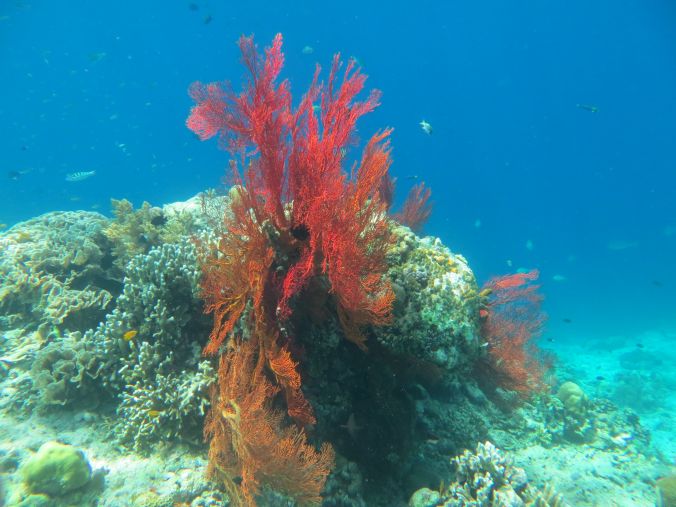 Bunte Korallen auf Menjangan