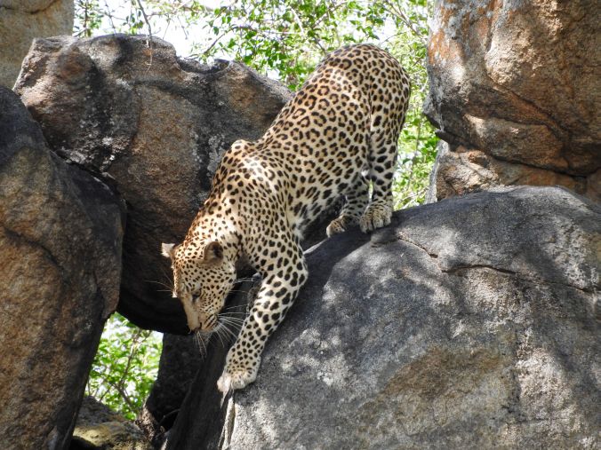 Leopard bewegt sich